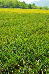 Obraz premium Pineapple farm , fruits field with beautiful sky