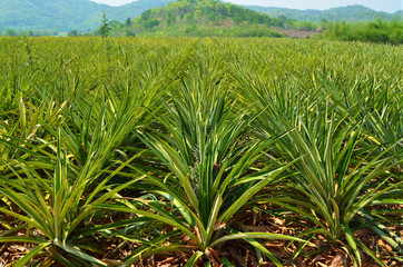 Pineapple farm , fruits field with beautiful sky