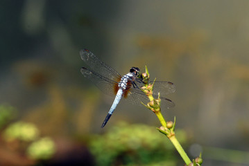 Blue Dragonfly