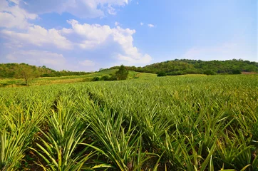 Crédence de cuisine en verre imprimé Campagne Pineapple farm , fruits field with beautiful sky