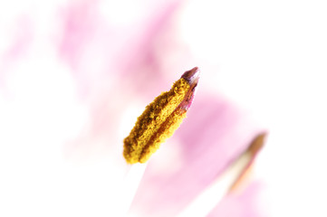Fototapeta premium purple lily