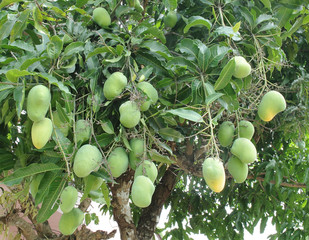 Mango tree with green fruits