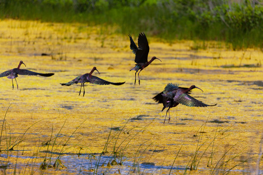North American glossy ibis birds, Plegadis falcinellus