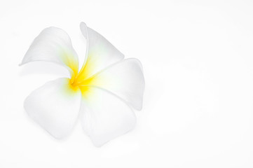 Fototapeta na wymiar Frangipani kwiat samodzielnie na białym tle