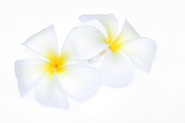 Frangipani flower isolated on white