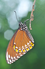 Fototapeta na wymiar brązowy motyl (Common Mime, Chilasa clytia)