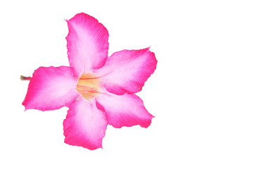 Naklejka premium isolated impala lily on white background