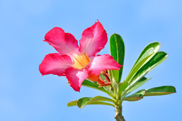 impala lily flower © thawats