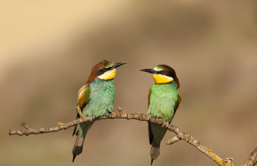 Bee-eater