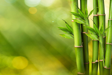 Fresh Bamboo on Summer background