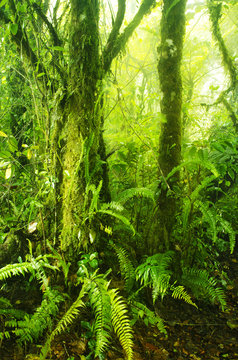 Fototapeta Mossy forest
