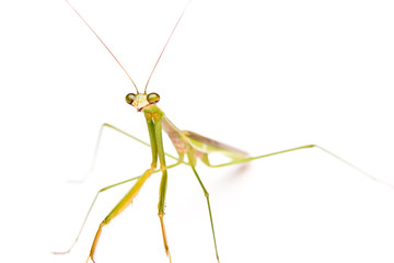 Praying Mantis