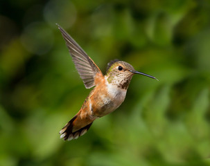 Fototapeta na wymiar Hummingbird w locie