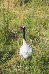 Red-crowned Crane