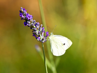 lavender