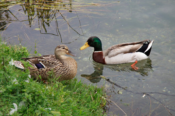 coppia di germano reale