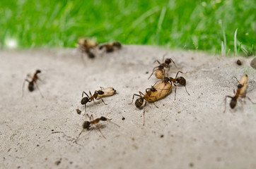 ants working