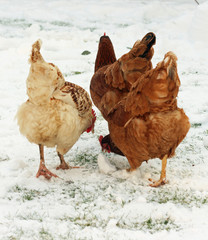 White Sussex chicken in an English Gardem
