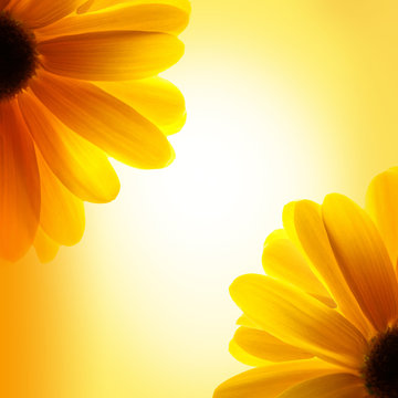sunflower on yellow background