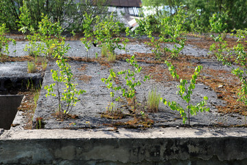 Долгострой поросший деревьями © muhor