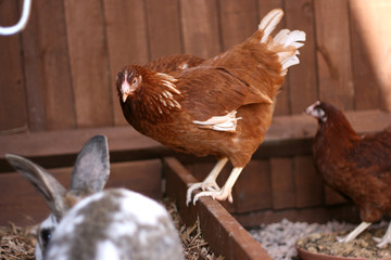 chicken watchin a rabbit