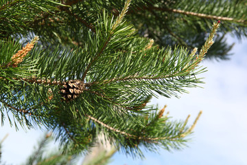 Цветущая ветка сосны © muhor