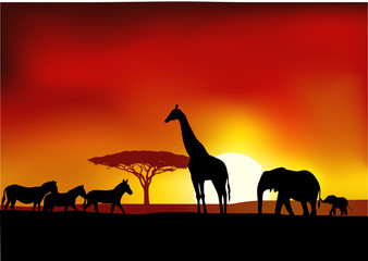 Fototapeta premium Safari background