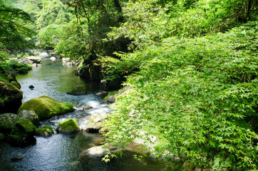 Fototapeta na wymiar Kikuchi dolina zieleni i Irohakaede