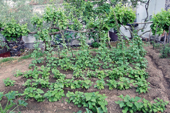 Sembrado de habichuelas, phaseolus vulgaris