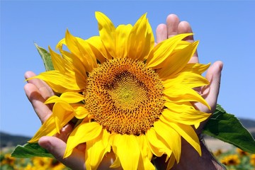 sunflower in hands