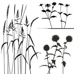 collection, for designers, plant vector - 42260835