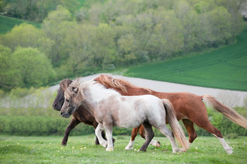 Fototapeta na wymiar Portrait of farm horse animal in rural farming landscape