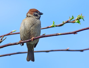 Sparrow on a branch