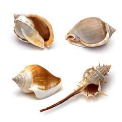 collection of seashells on white background 