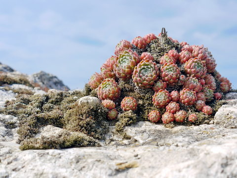 Sukkulenten Sempervivum