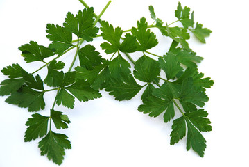 PETROSELINUM CRISPUM, PEREJIL, HIERBAS