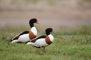 Brandgans, Common shelduck, Tadorna tadorna
