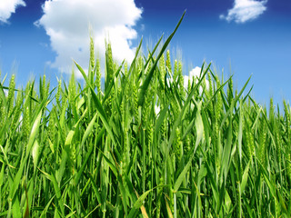 Obraz premium green wheat field and cloudy sky