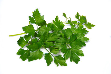 PETROSEINUM CRISPUM, PEREJIL AISLADO SOBRE FONDO BLANCO