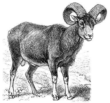 Mouflon (Ovis musimon).