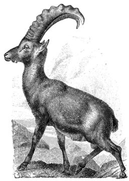 Alpine ibex, (Capra ibex).
