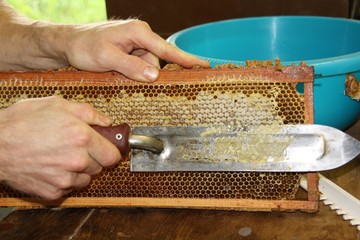 Apiculteur apiculture, désoperculer retirer la cire d'abeille