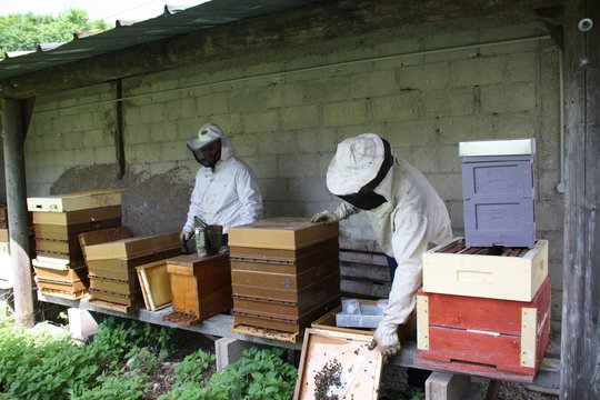 Apiculteur apiculture, hausse récolte rayons cadres abeille