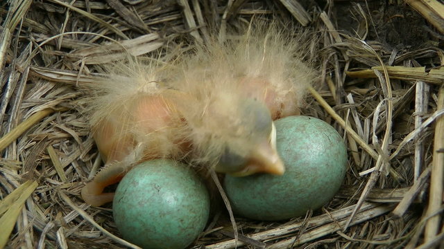 family of blackbirds in a nest