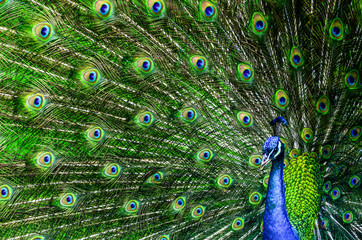 Fototapeta premium Peacock with beautiful multicolored feathers
