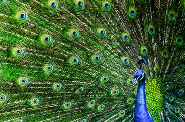 Fotobehang Pauw met prachtige veelkleurige veren © irishmaster