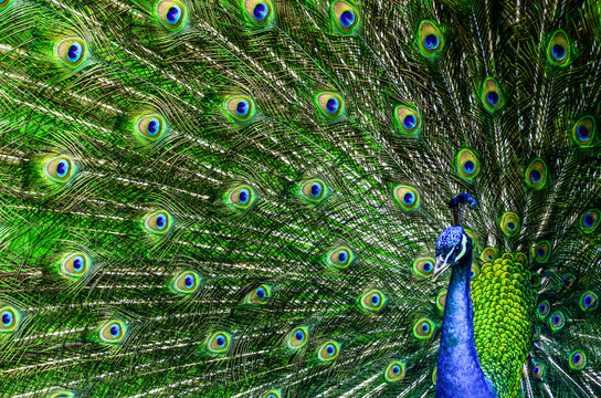 Fototapeta Peacock with beautiful multicolored feathers