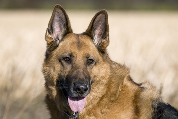 Deutscher Schäferhund 160