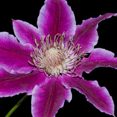 Dr Ruppel Clematis