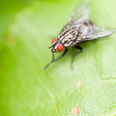 Really Red Eyes